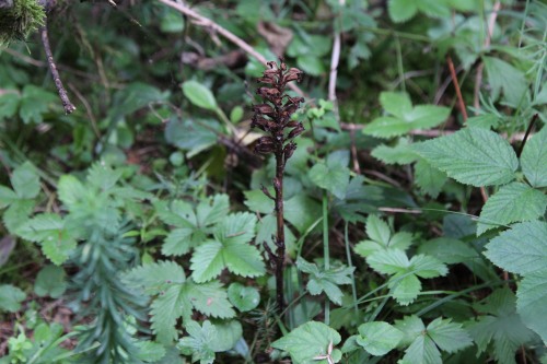 birds nest orchid in seed2