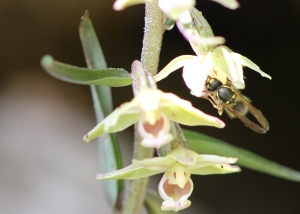 Wasp pollinating VH2