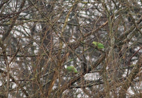 a_rainy tree and parakeet